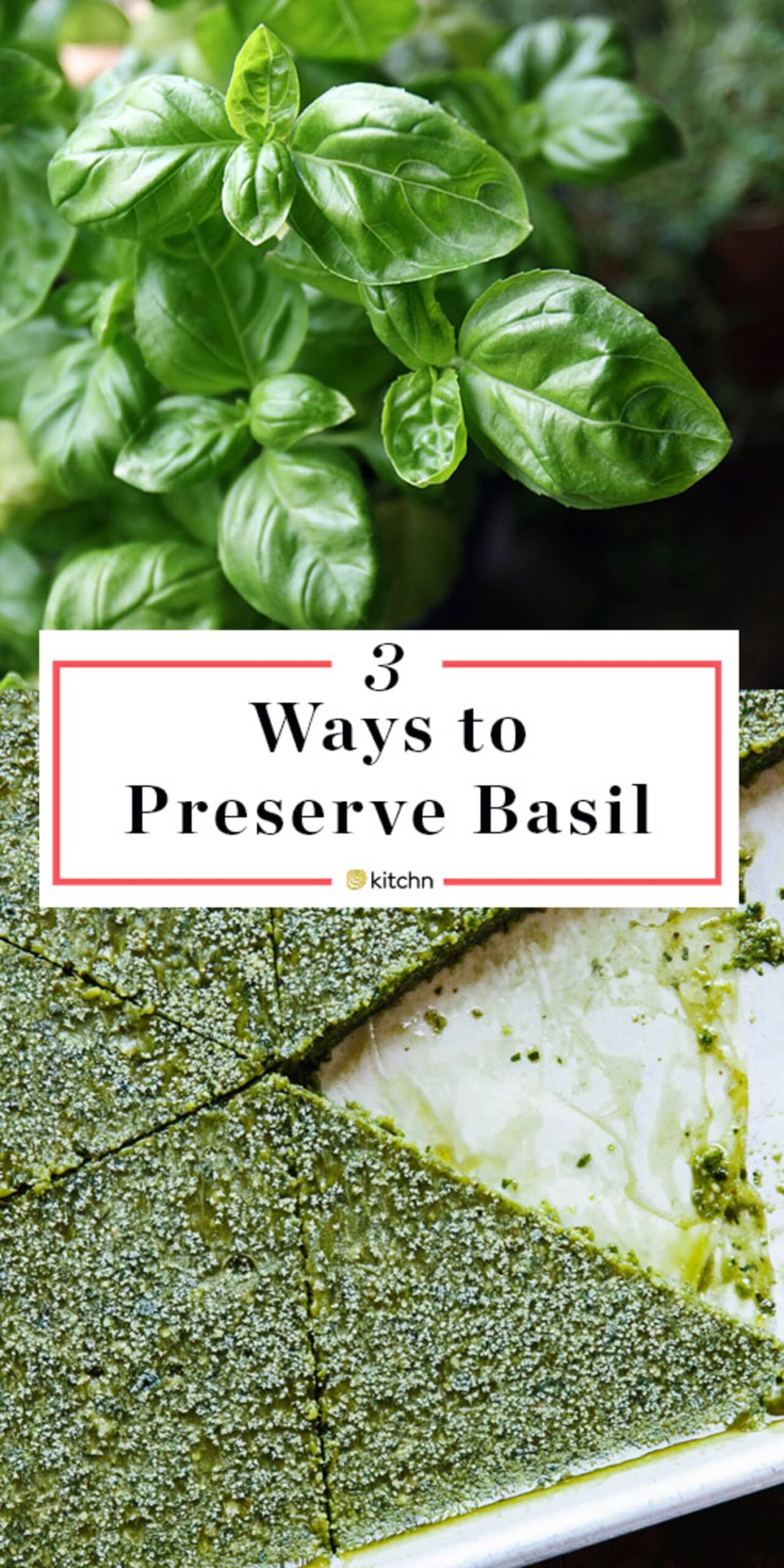 how to dry fresh basil Basil dry fresh oven