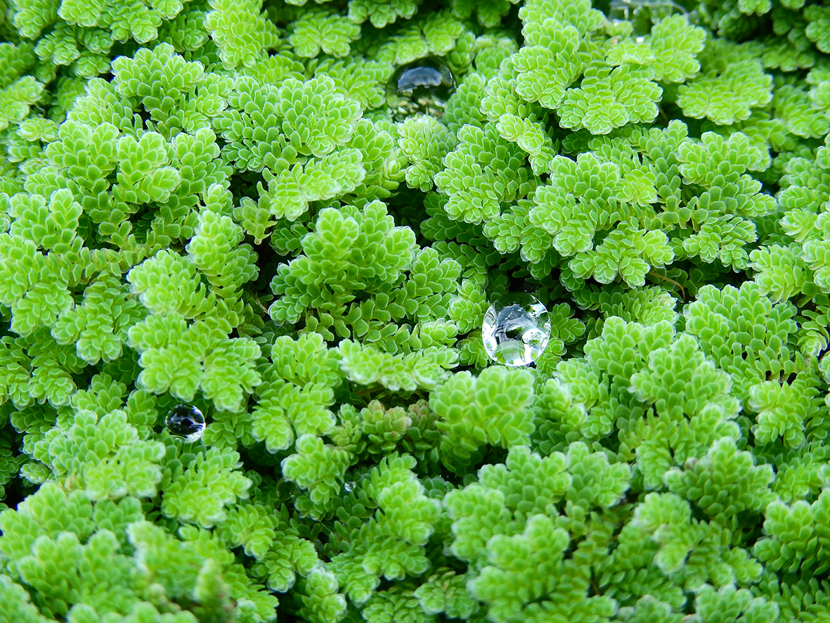 how often to water ferns How often should you water ferns