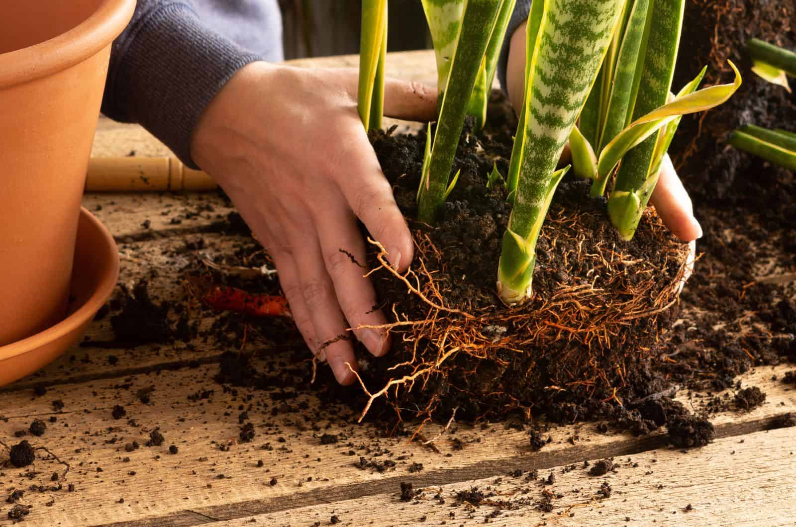 how to repot snake plant Repotting snake plants: the mix to use & how to do it