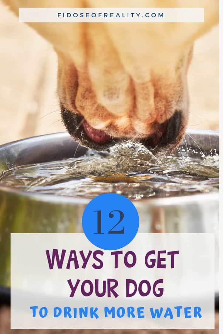 how to get your dog to drink more water How to get your dog to drink more water with time tested tips