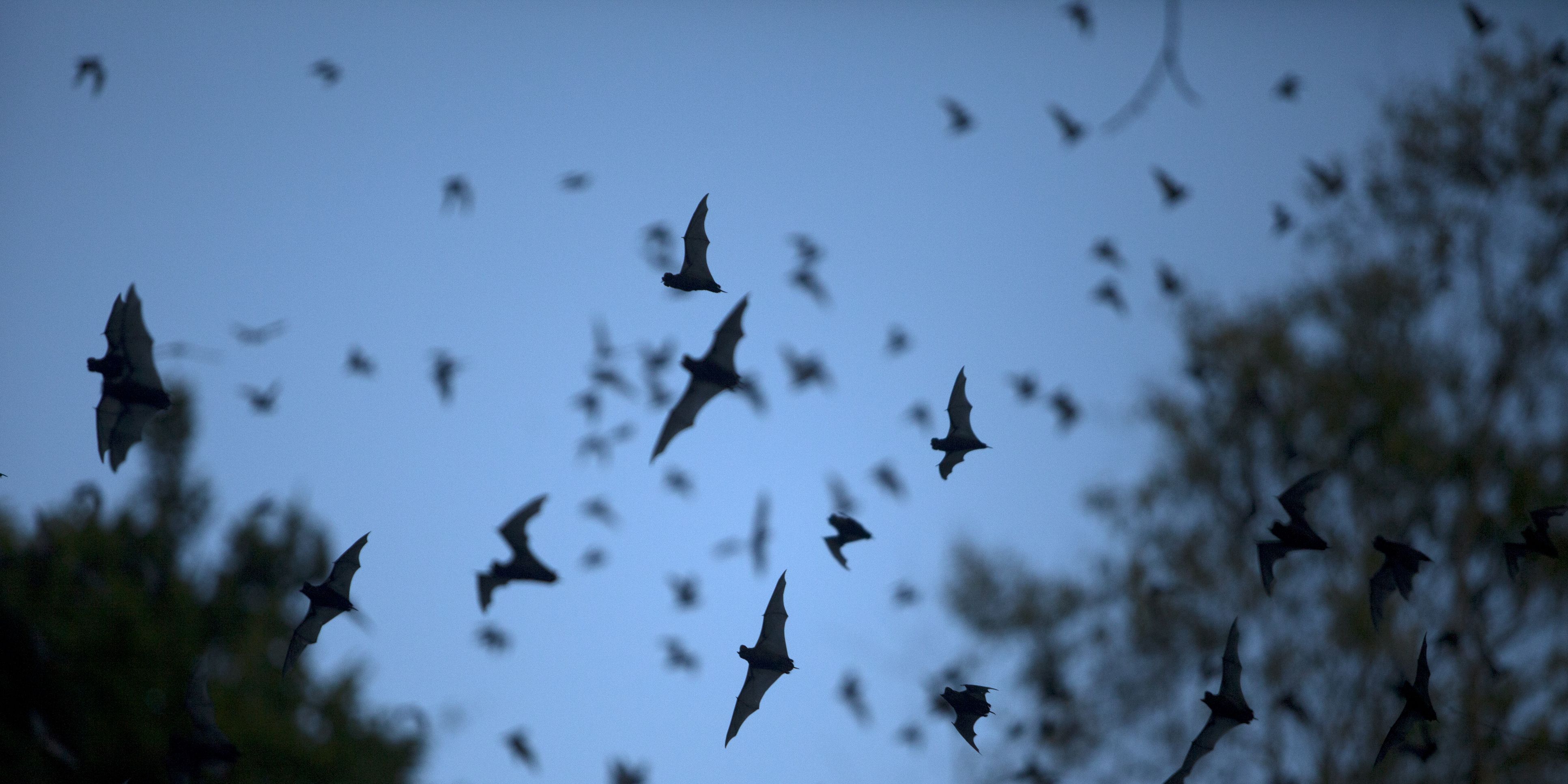 How to Attract Bats to Your Yard - How to Make a Bat Box