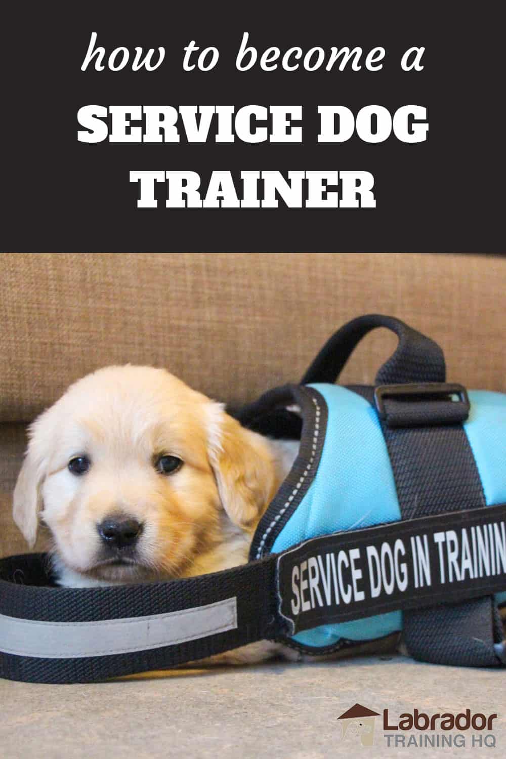 how to become a service dog trainer Trainer trainers smartdog