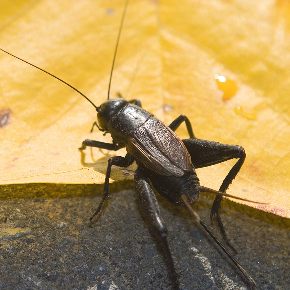 how to get rid of crickets inside house naturally 18 home remedies and cricket traps to get rid of crickets: this guide