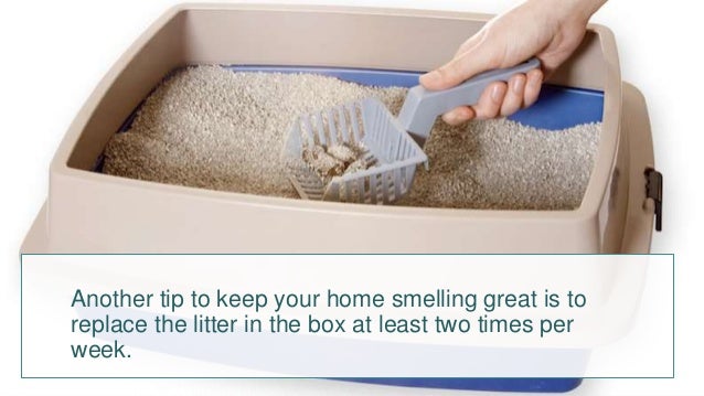 how to keep litter box from smelling How to keep the litter box from smelling up your house