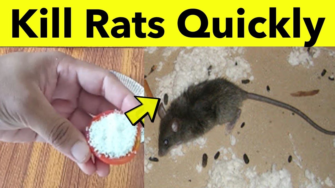 how to get rid of mouse home remedies Rid poison pest feeder hummingbird rats fabhow repellent bees repel rodent pests remedies