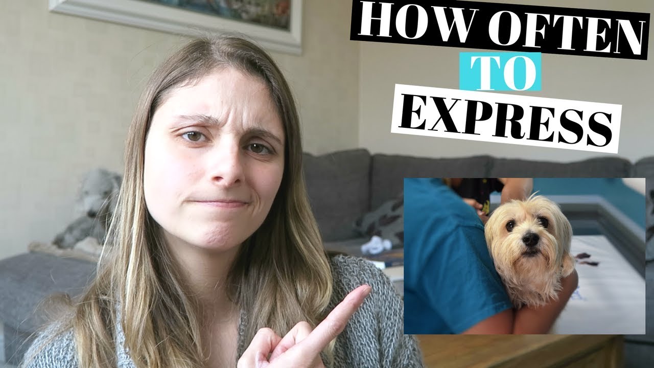 how often to express dog glands How to express a dog's glands externally: -a step-by-step guide