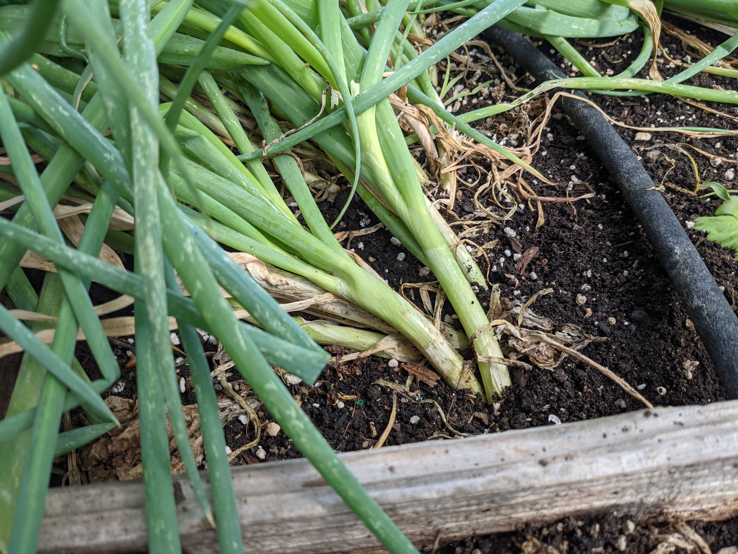 how to know when onions are ready to harvest Onions sagesacre