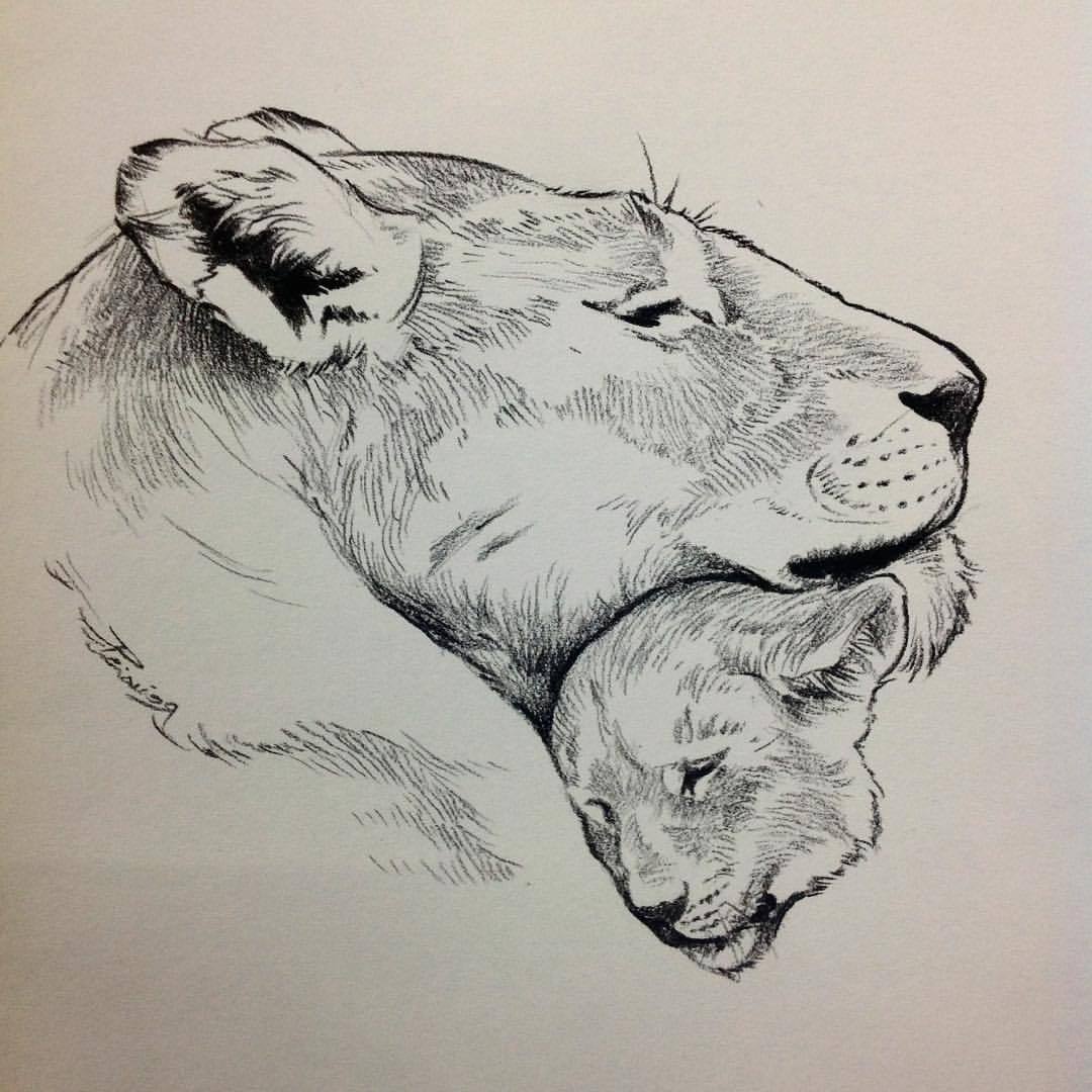 how to draw a lioness Lioness drawing at getdrawings