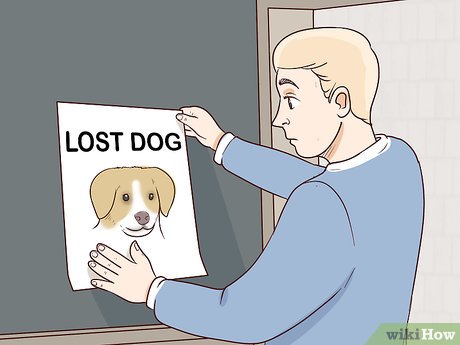 how to find a lost dog Lost dog found animal help owner county waits immediately word get should do