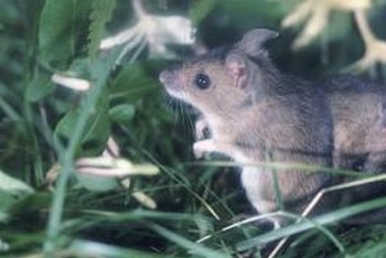 how to get rid of field mice How to get rid of field mice naturally