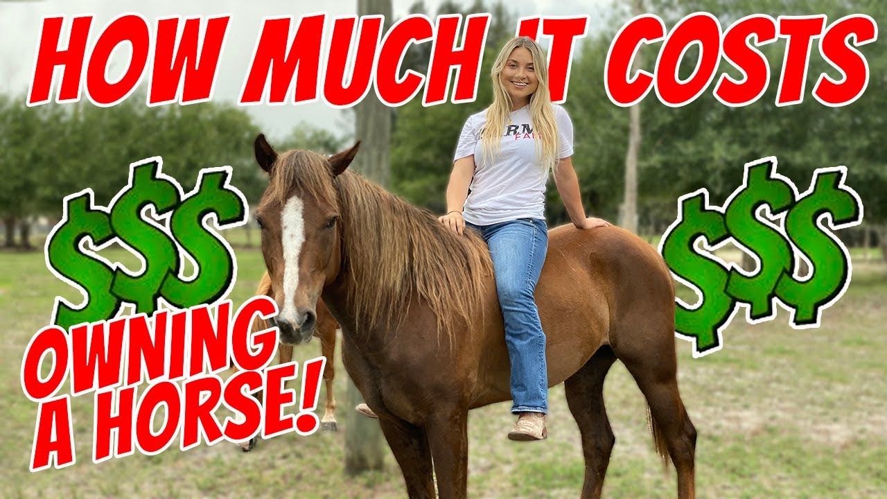 how much does it cost to board a horse How much does it cost to board a horse?