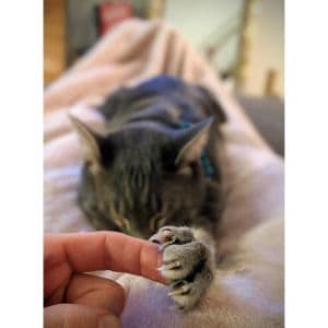 how much is it to declaw a cat 8 alternatives to declawing a cat