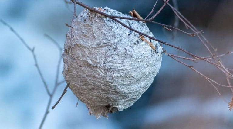 how to remove hornet nest Wasp eliminate safely hornet hornets wasps