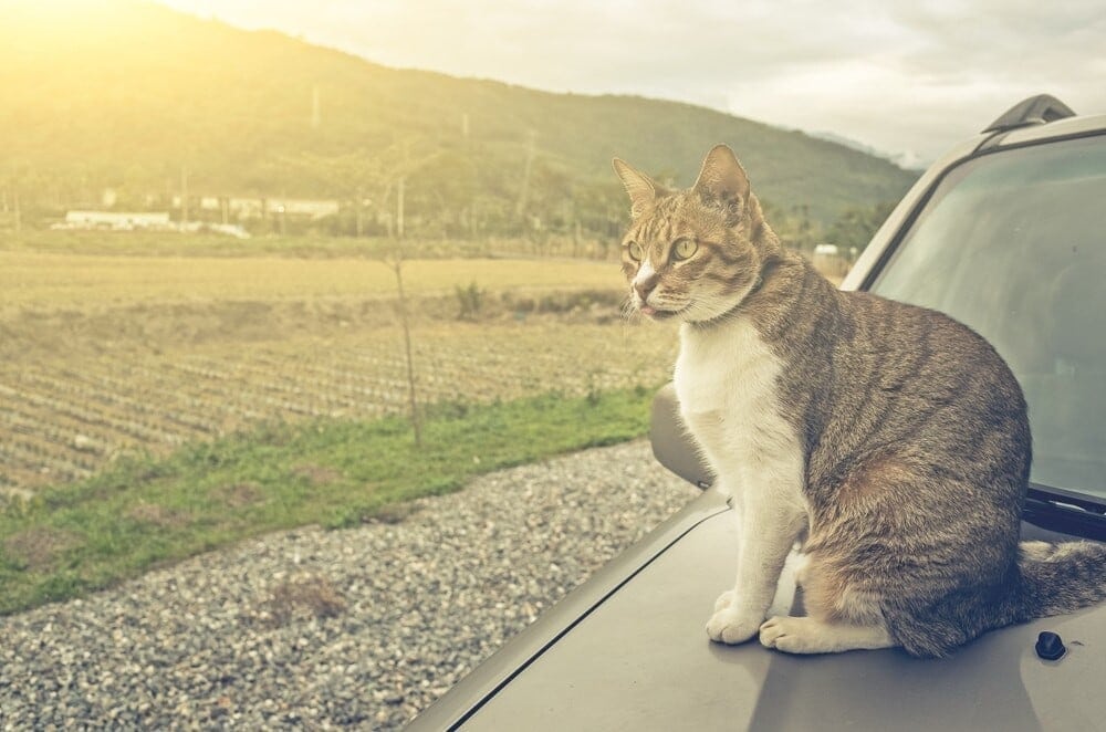 How to Keep Cats Off Cars? » Petsoid