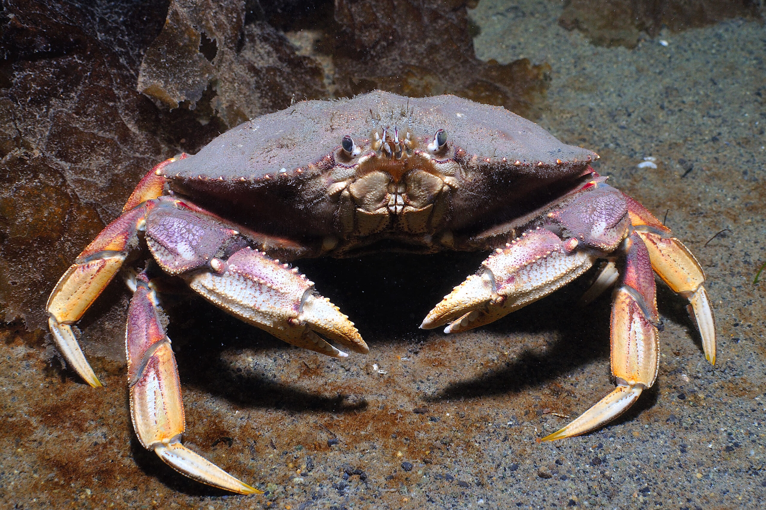 how long to steam dungeness crab Rock crab vs dungeness: 6 differences to identify each one