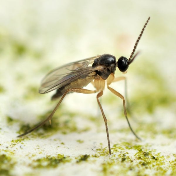 how to get rid of fungus gnats in house Fungus gnats rid guide getting get