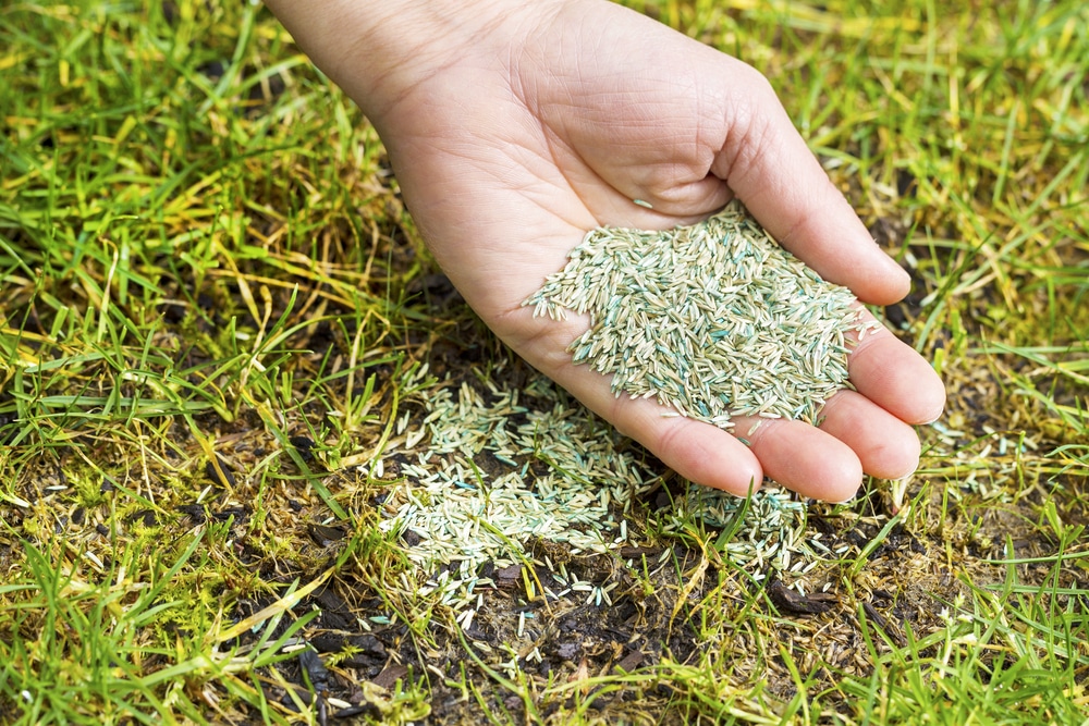 how long does grass take to grow Grass grow choose board does take long lawn care