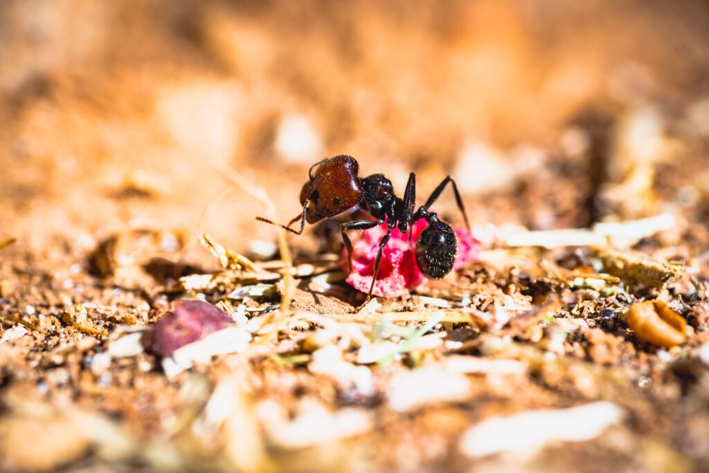 how to keep ants off hummingbird feeder Ants hummingbird keep feeder diy yogurt feeders punch hole choose board cup take