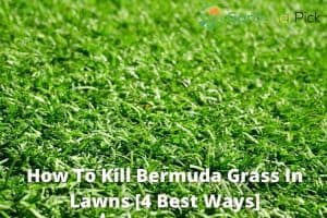 how to get rid of bermuda grass Bermuda grass herbicide