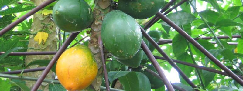 how to ripen papaya How to ripen papaya fruit? [fast tips]