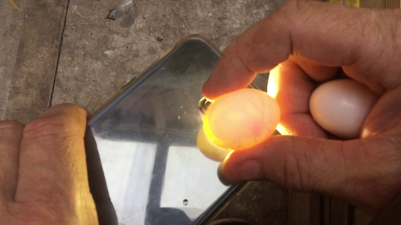 How to test for fertile eggs - YouTube