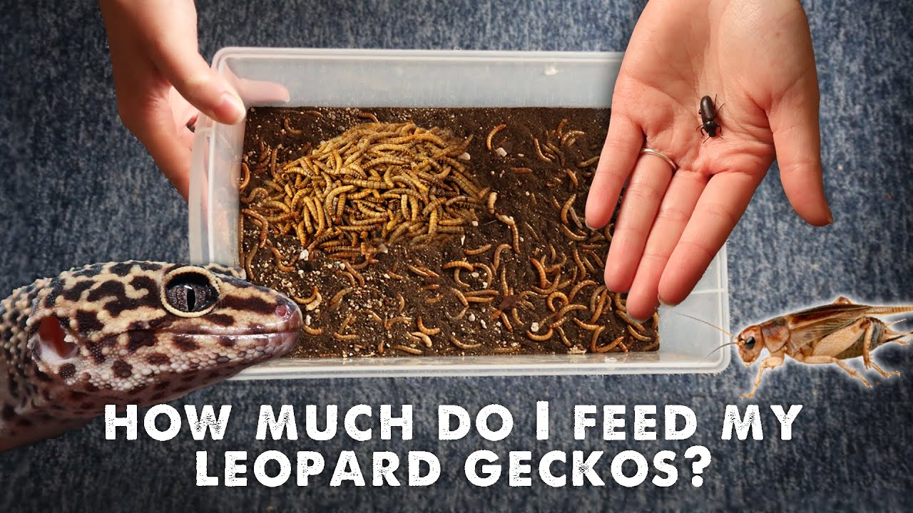 how often to feed leopard gecko Gecko leopard feed often do diet advice