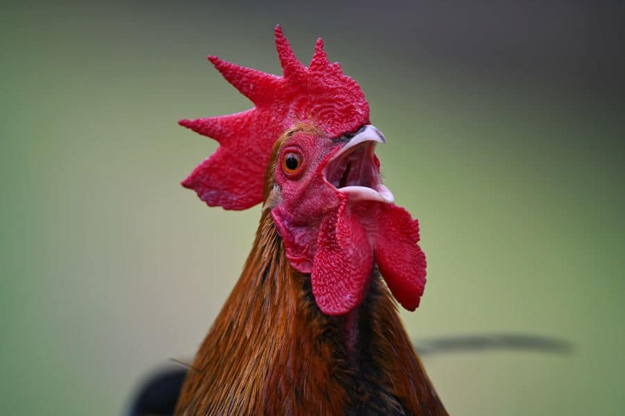 how to stop a rooster from crowing How to stop a rooster from crowing?