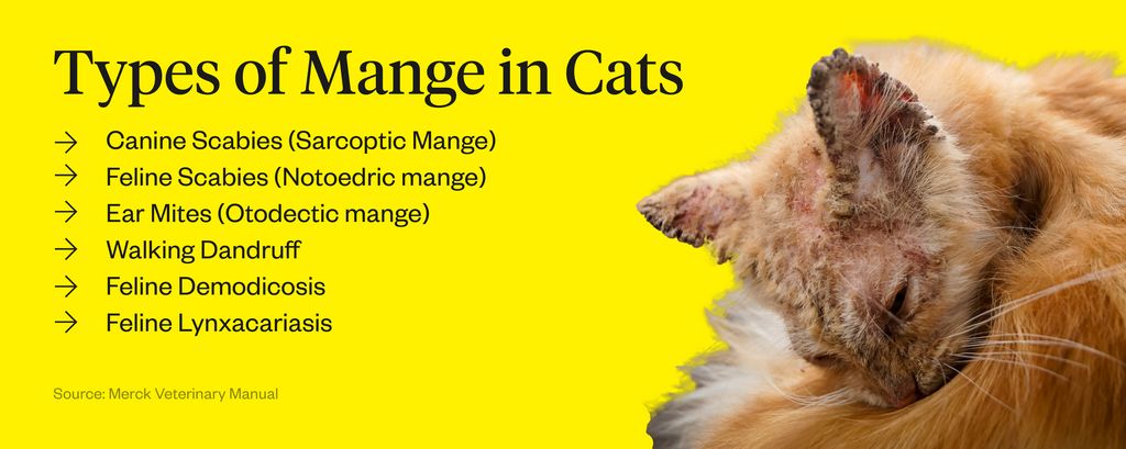 how to treat mange in cats How can i treat mange in my cat at home?