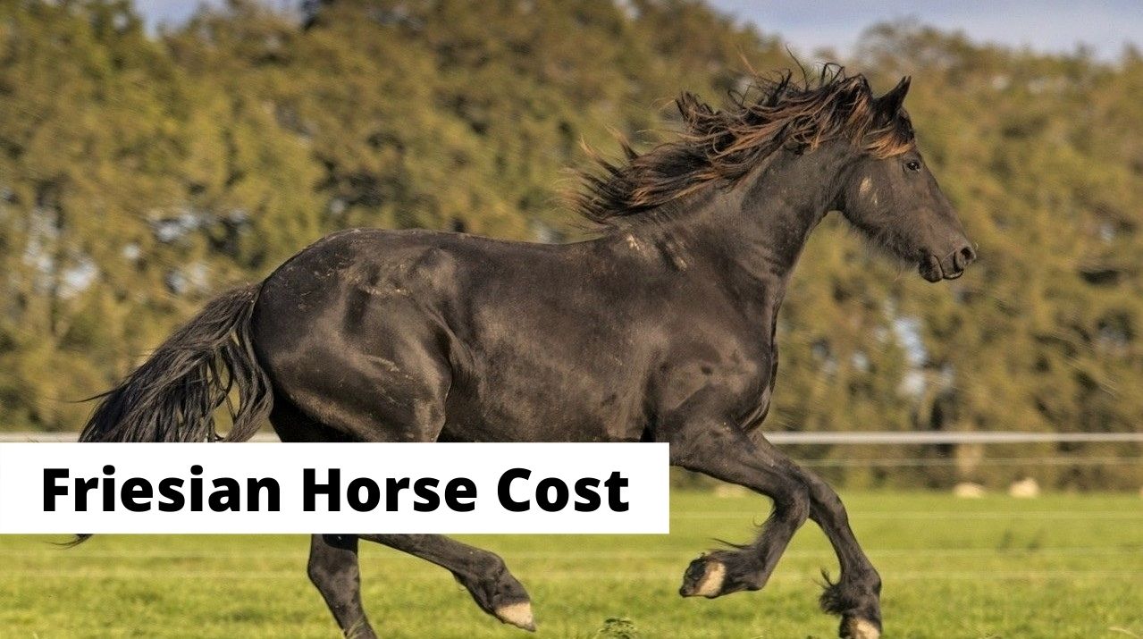 how much does it cost to buy a horse The cost to own a horse? plus 5 cost-saving tips!