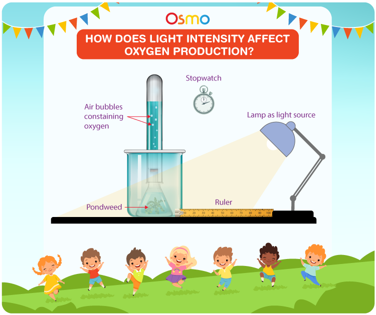 how does oxygen production relate to the rate of photosynthesis Photosynthesis: light independent reactions and limiting factors