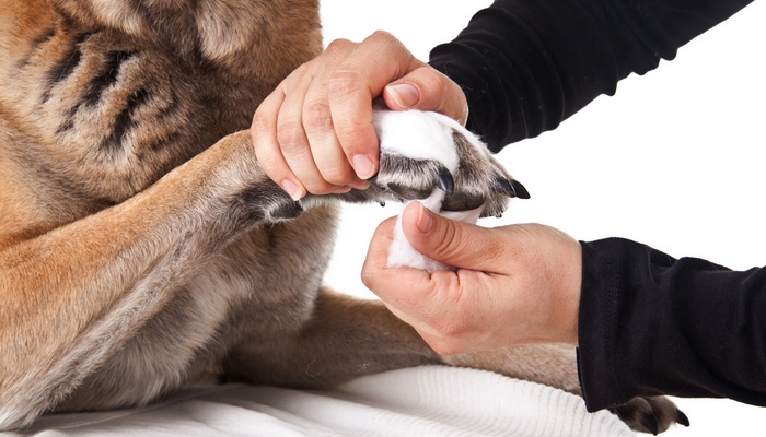 How To Clean A Dog Wound: A Step-By-Step Instructional Video Guide