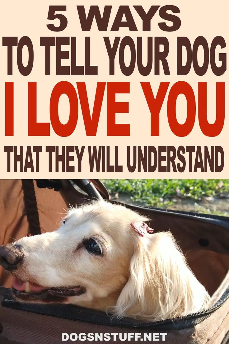 how to tell your dog you love them Can animals tell when you love them? the fascinating connection