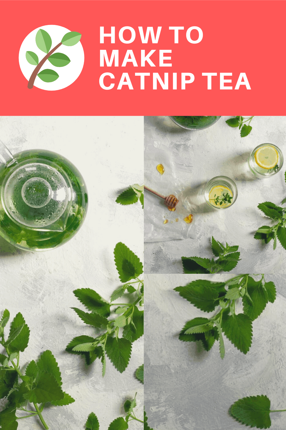 how to make catnip tea Can cats overdose on catnip? can too much catnip kill a cat?