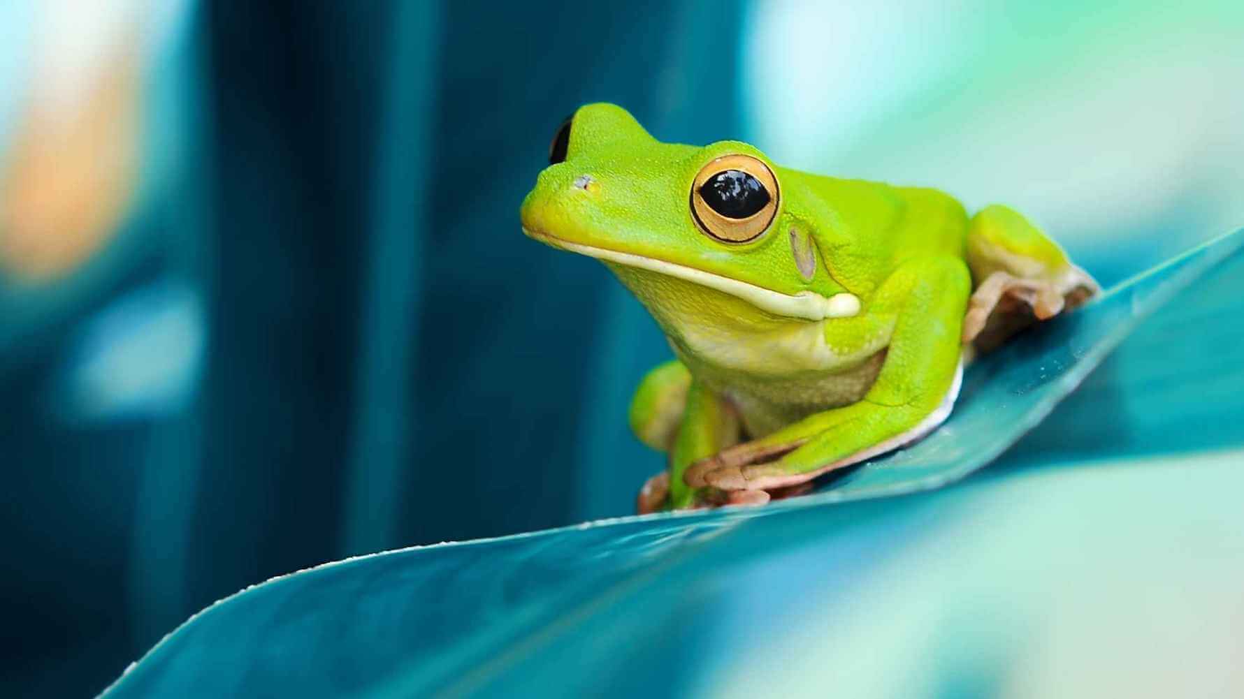 how to keep frogs away Pool frogs frog keep medallionenergy ways simple barrier chemical