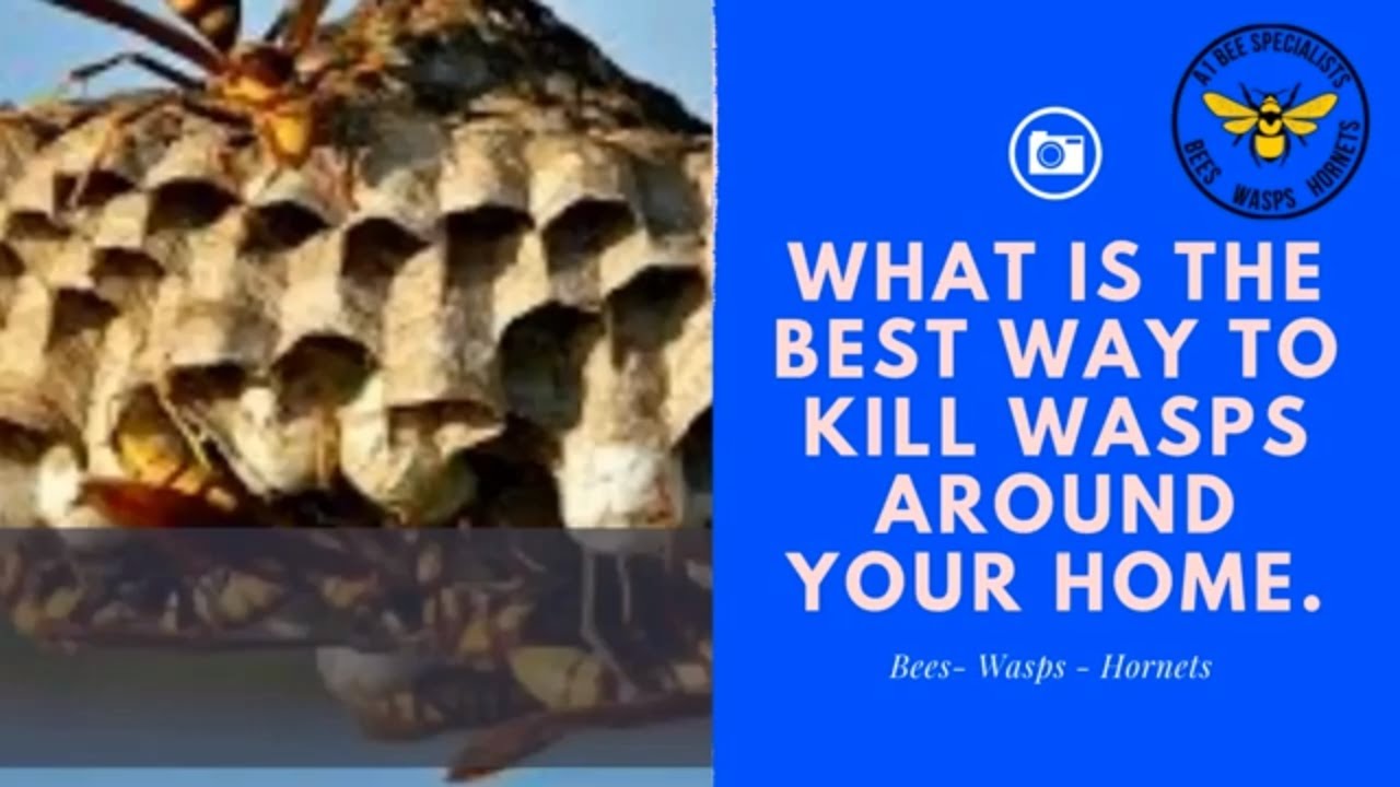 how to kill a wasp in your house Wasp deterrent: how to get rid of wasps