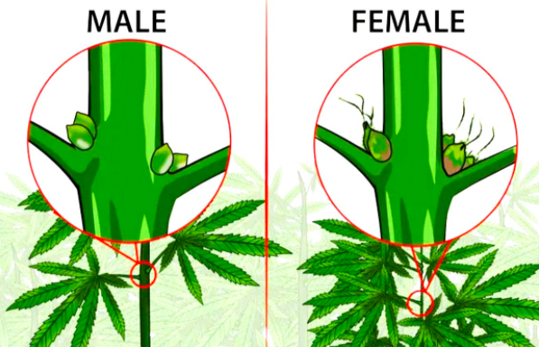 how to make a male plant female Sos i think i have a male and female plant?