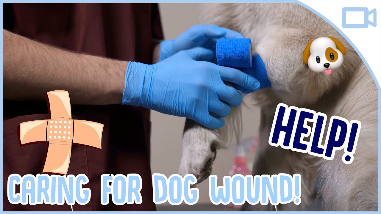 How to Clean a Dog Wound! - YouTube