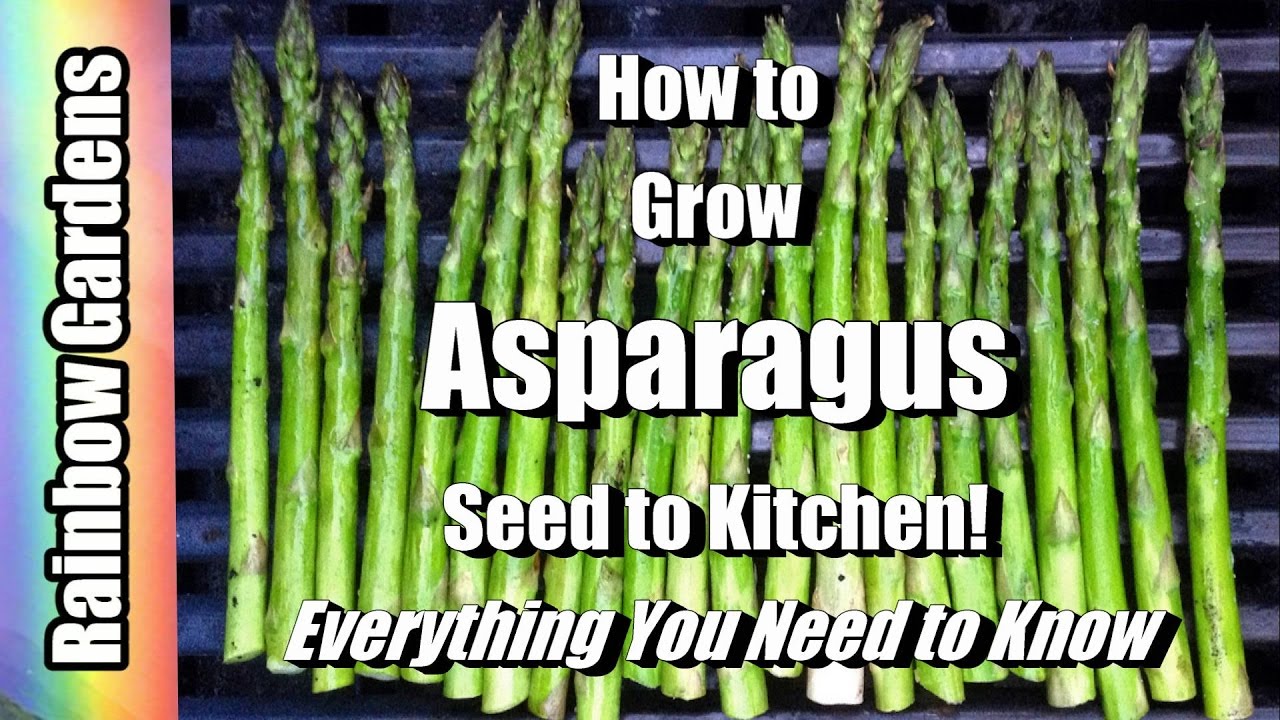 how to grow asparagus from seed Asparagus growing barmalini gardeningknowhow