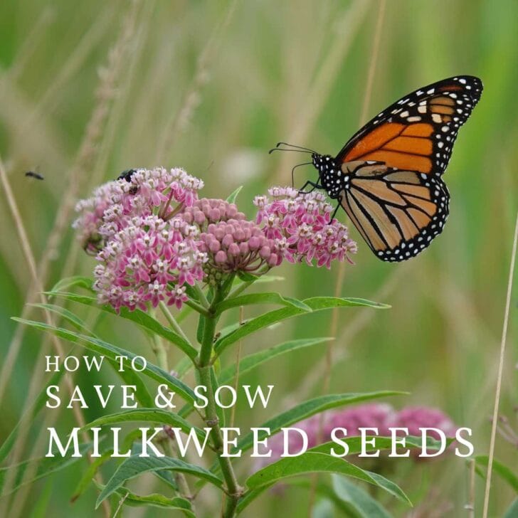 how to grow milkweed from seed Starting milkweed seeds indoors part 3- results