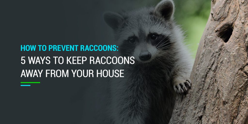 how to keep racoons away Keep raccoons away raccoon business property