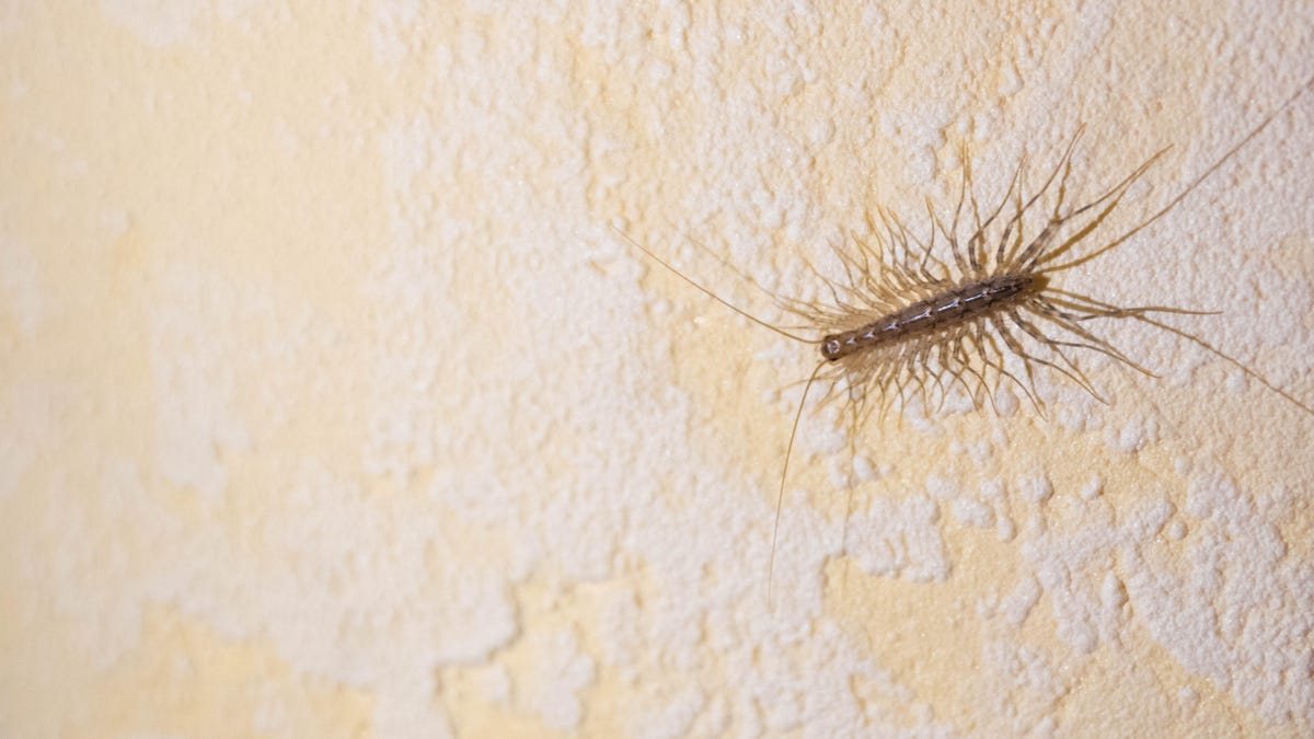 how to get rid of house centipede scutigera coleoptrata Centipede centipedes rid pest poisonous seek indoors unfavorable elsewhere preferably