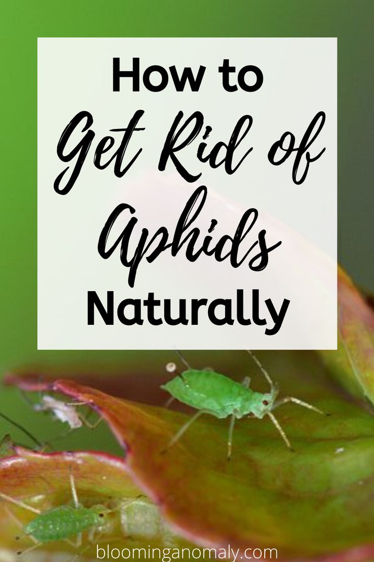 how to kill aphids naturally Aphids aphid