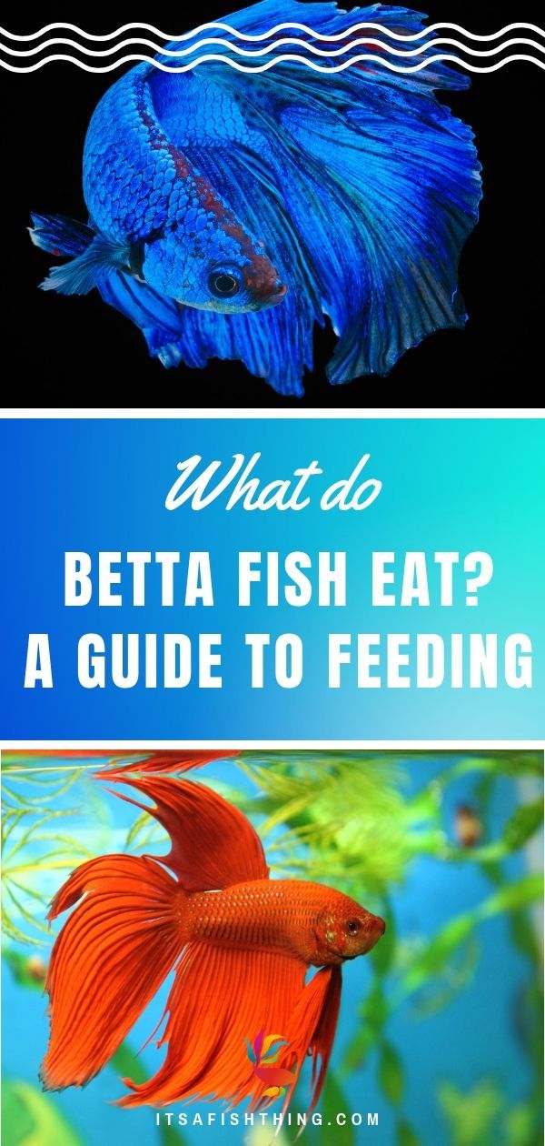 how often to feed a betta fish Fish betta feed often should aquarium feeding when get need keeping comes always will