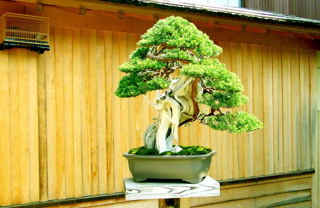 Grow a Bonsai: The best guide to grow your bonsai | Bonsai, How to grow