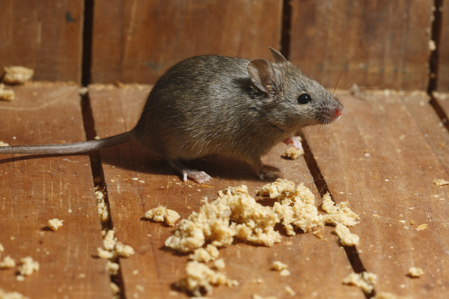 how to keep mice out of garage Get rid of mice in garage