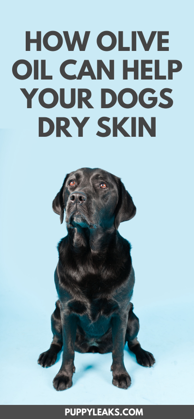 how to help dogs with dry skin Skin dog dry health remedies visit pet