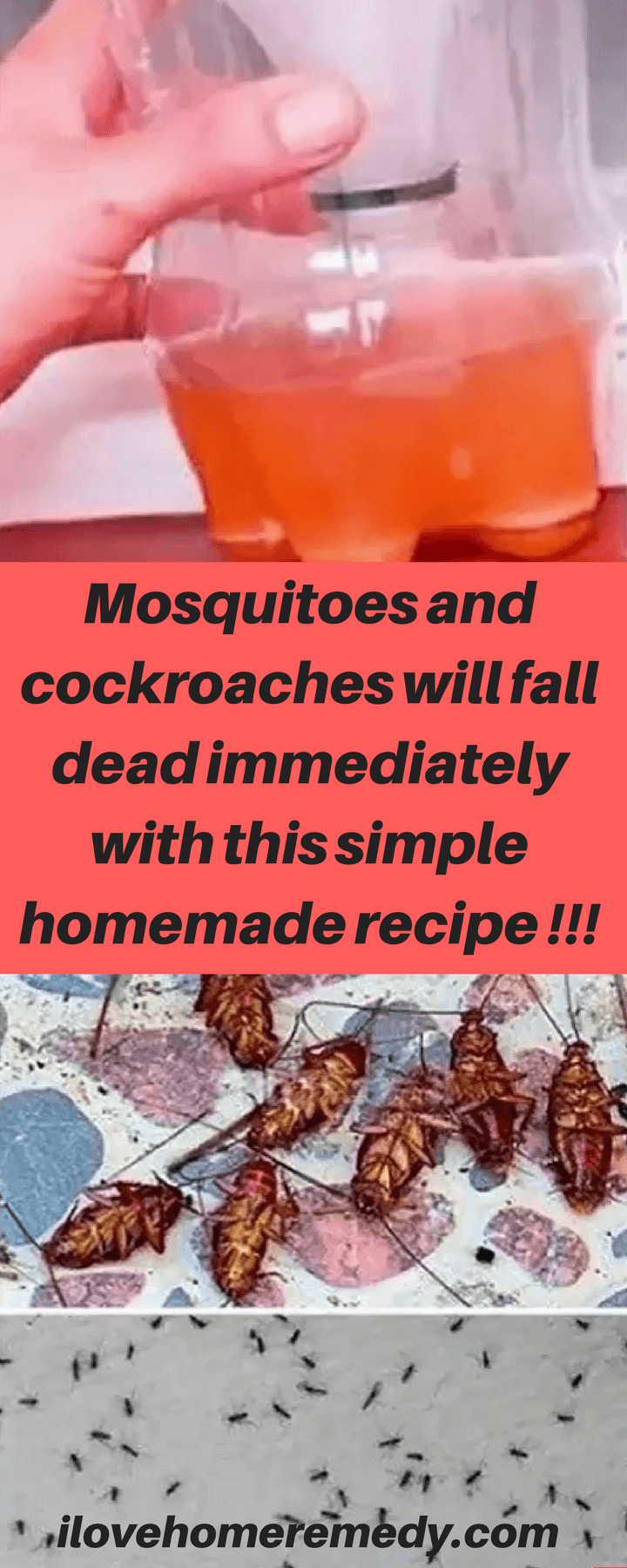 how to get rid of cockroaches in car Easy hack to get rid of cockroaches in your car