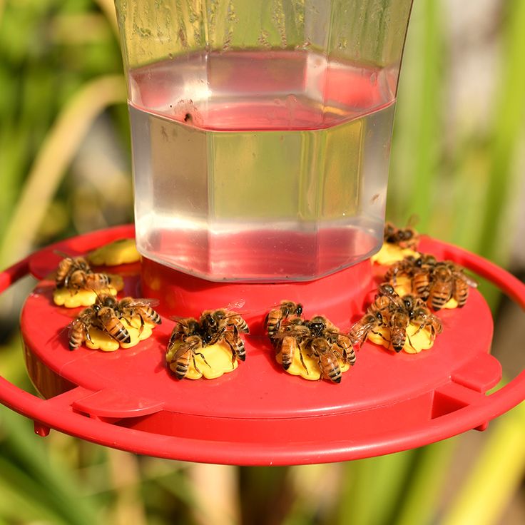 how to keep wasps away from hummingbird feeders How do i keep wasps away from my hummingbird feeder?