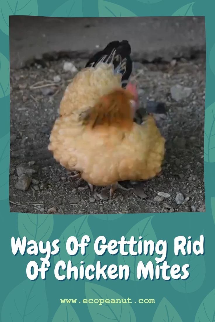 how to get rid of chicken mites 3 ways to get rid of chicken mites fast and stop their return