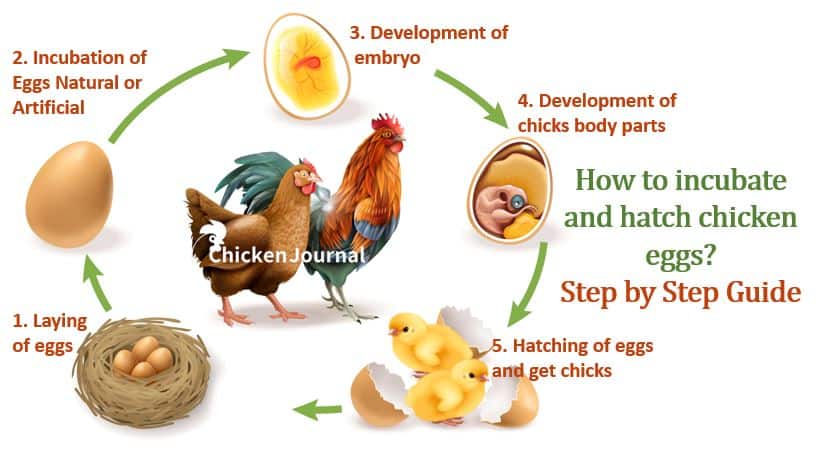 how long does it take chicken eggs to hatch Incubating and hatching chicken eggs: complete guide